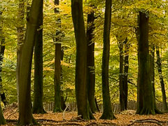 Het Brute Beukenbos