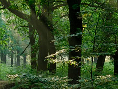 Het Eigenwijze Eikenbos